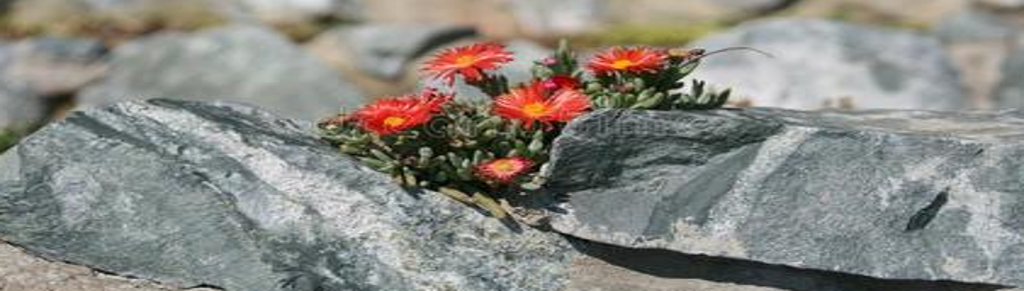 Ejemplo 2 de Relato Corto. La Piedra y la Flor